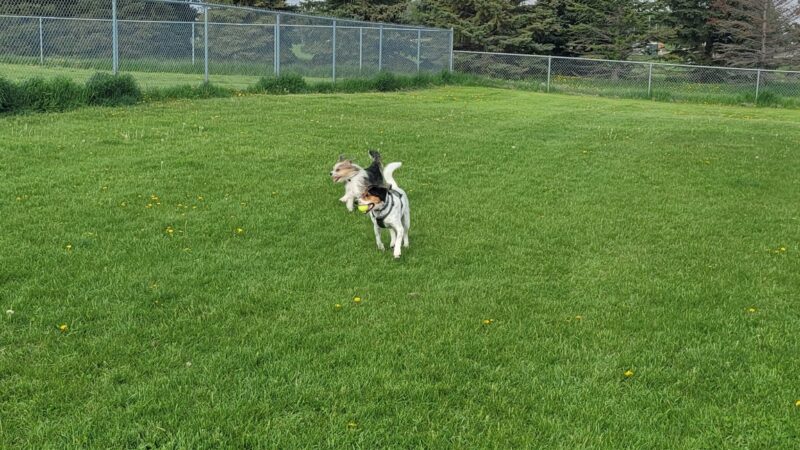 Dog Park - Perham, MN