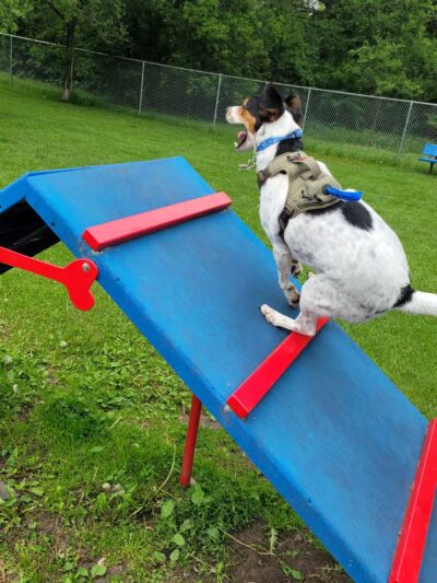 Dog Park - Perham, MN