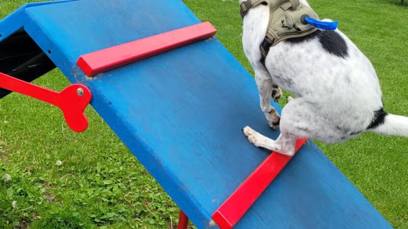 Dog Park - Perham, MN