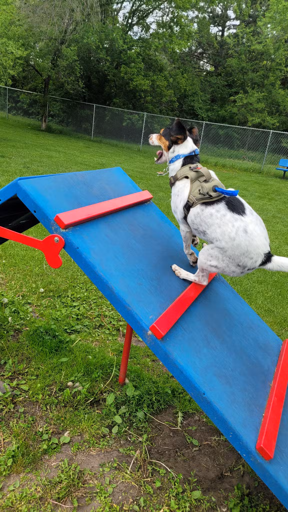 Dog Park - Perham, MN