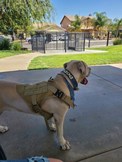 Paws Dog Park - Perris, CA