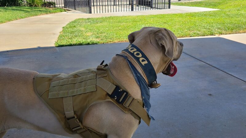 Paws Dog Park - Perris, CA