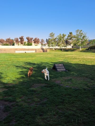 Paws Dog Park - Perris, CA