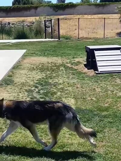 Paws Dog Park - Perris, CA