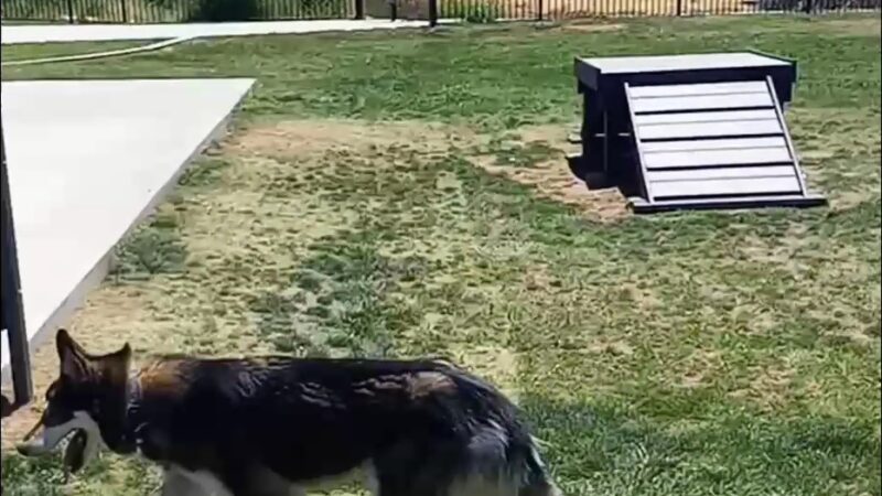 Paws Dog Park - Perris, CA