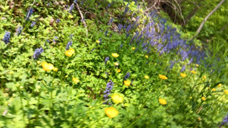 Silver Lake Outlet Trail - Perry, NY