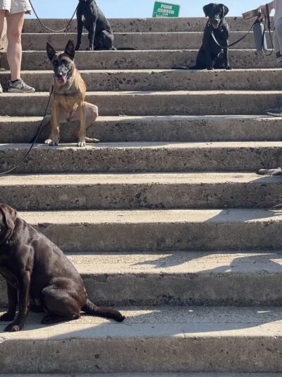 Grassroots K9 Maryland - Perryville, MD