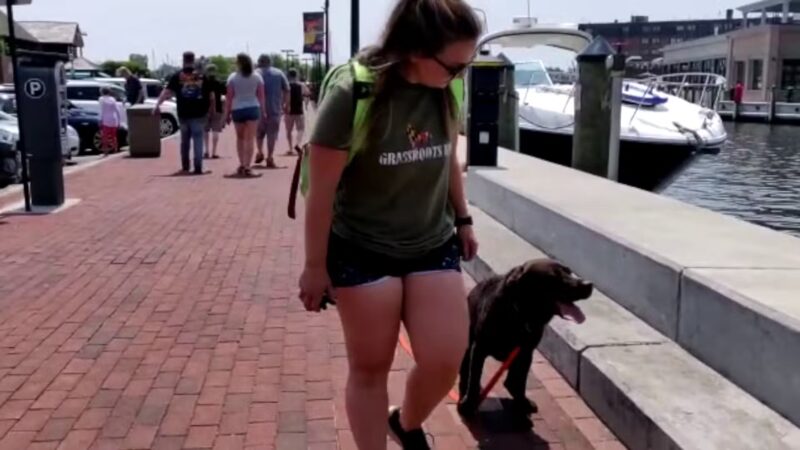 Grassroots K9 Maryland - Perryville, MD