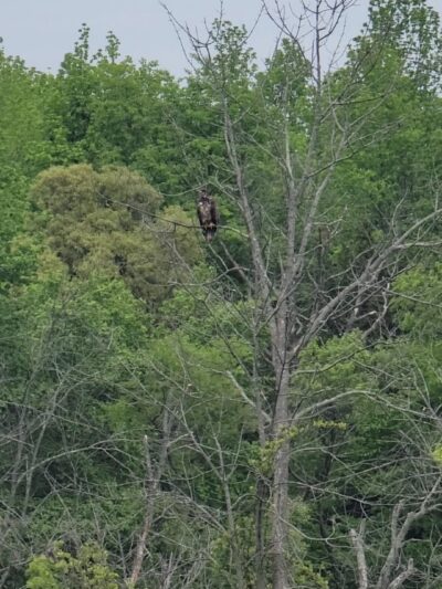 Kayak Ramp - Perryville, MD