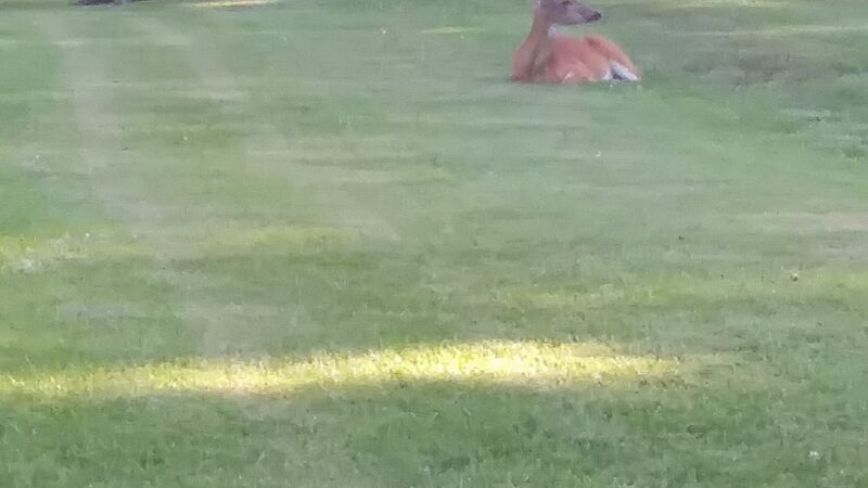 Perryville Park Tball Field - Perryville, MD