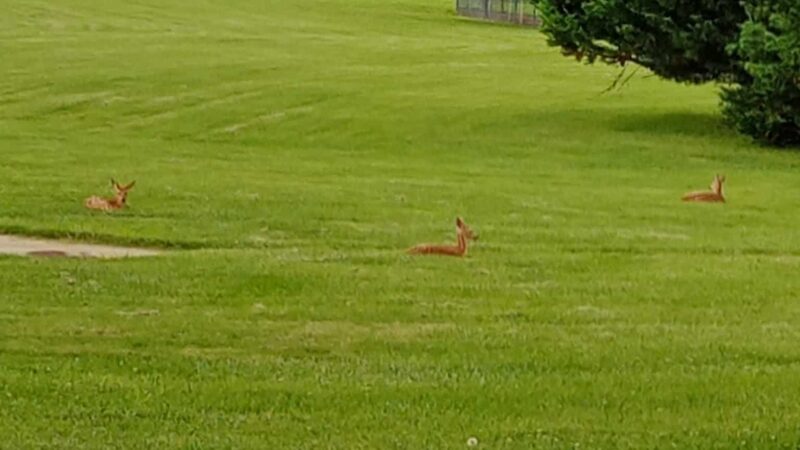 Perryville Park Tball Field - Perryville, MD