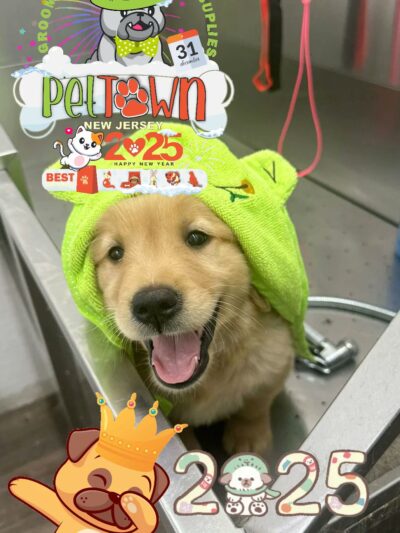 Pet Town NJ - Perth Amboy, NJ