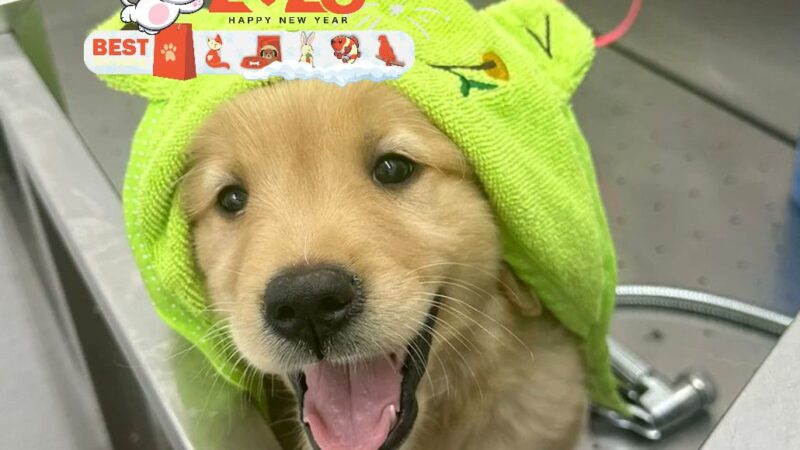 Pet Town NJ - Perth Amboy, NJ