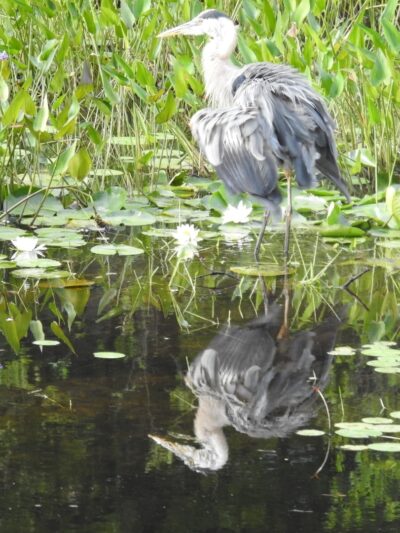 Peterborough Rotary Wilder Park - Peterborough, NH