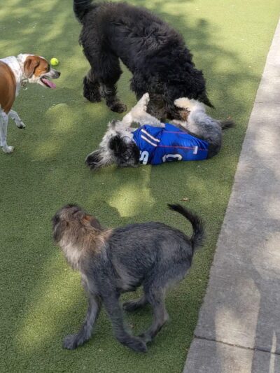 Columbus Square Dog Park - Philadelphia, PA