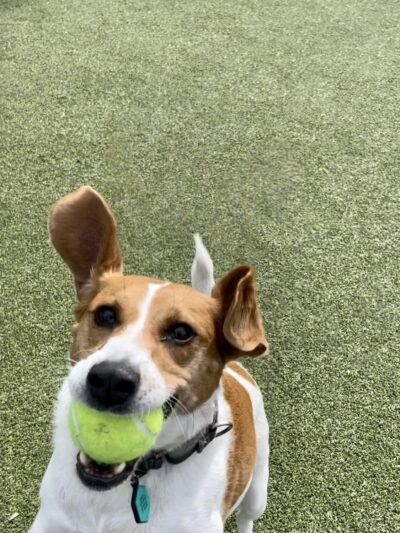 Columbus Square Dog Park - Philadelphia, PA