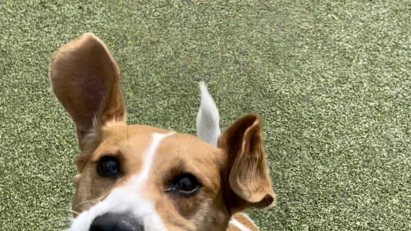 Columbus Square Dog Park - Philadelphia, PA