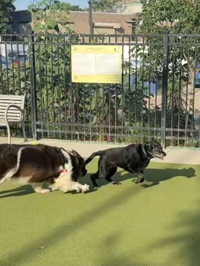 Columbus Square Dog Park - Philadelphia, PA