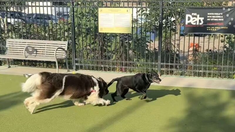 Columbus Square Dog Park - Philadelphia, PA
