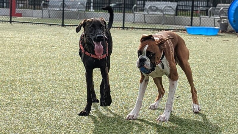 Columbus Square Dog Park - Philadelphia, PA