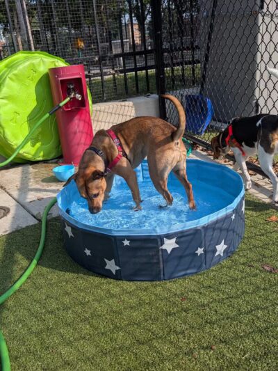 Columbus Square Dog Park - Philadelphia, PA