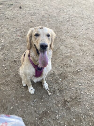 Francisville Dog Park - Philadelphia, PA