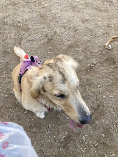 Francisville Dog Park - Philadelphia, PA