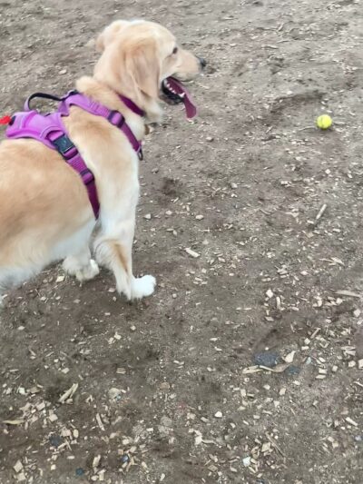 Francisville Dog Park - Philadelphia, PA