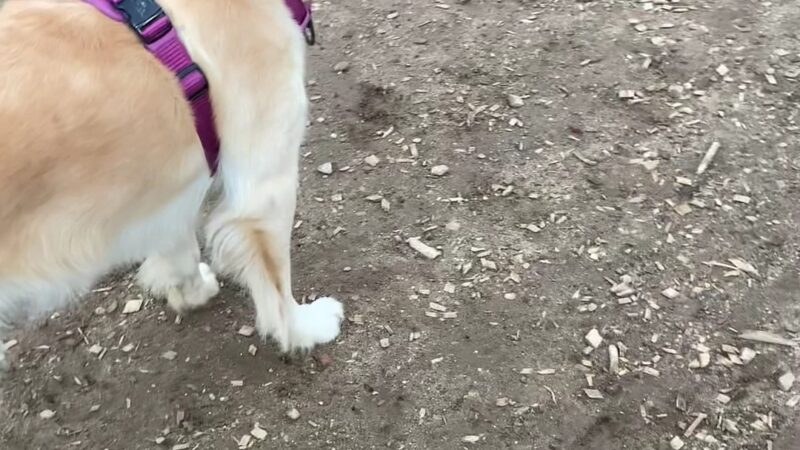 Francisville Dog Park - Philadelphia, PA