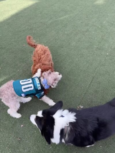 Little Dog Run - Philadelphia, PA