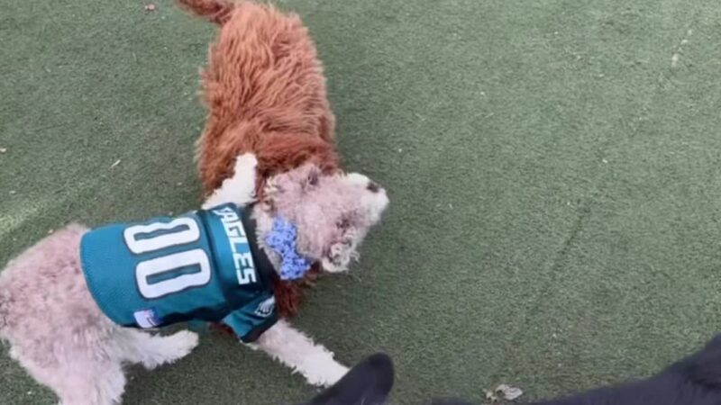 Little Dog Run - Philadelphia, PA