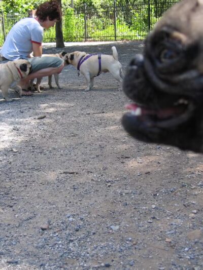 Little Dog Run - Philadelphia, PA