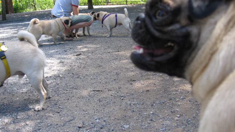 Little Dog Run - Philadelphia, PA