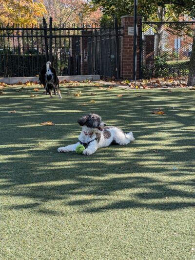 Little Dog Run - Philadelphia, PA