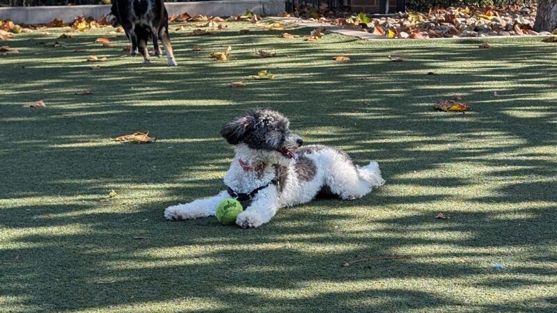 Little Dog Run - Philadelphia, PA