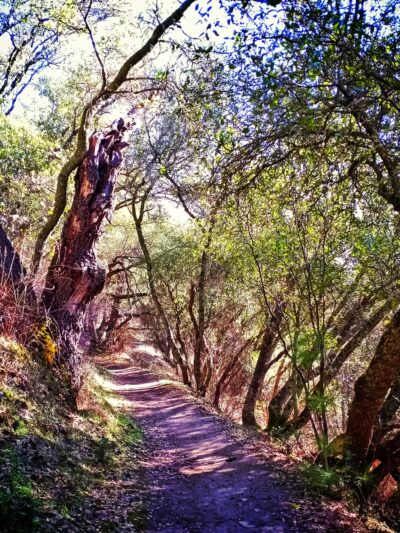 Magnolia Ranch Trailhead - Pilot Hill, CA