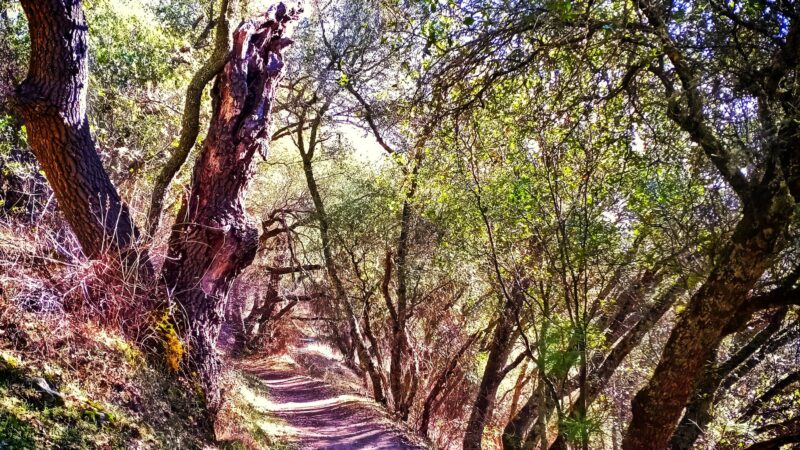 Magnolia Ranch Trailhead - Pilot Hill, CA