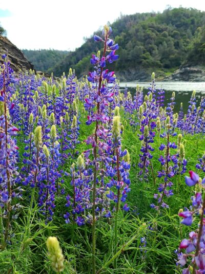 Oregon Bar - Pilot Hill, CA