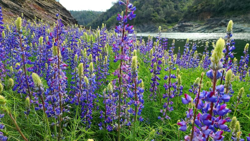 Oregon Bar - Pilot Hill, CA