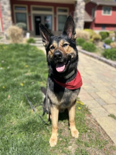 Ruff Haus Kennels, LLC - Pine Bush, NY