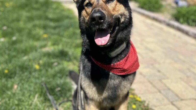 Ruff Haus Kennels, LLC - Pine Bush, NY