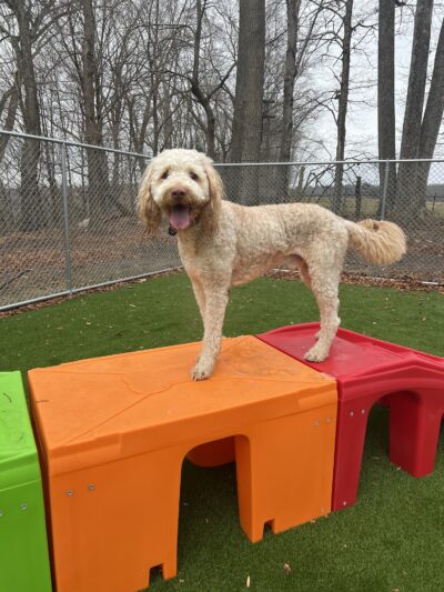 Ruff Haus Kennels, LLC - Pine Bush, NY