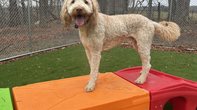Ruff Haus Kennels, LLC - Pine Bush, NY