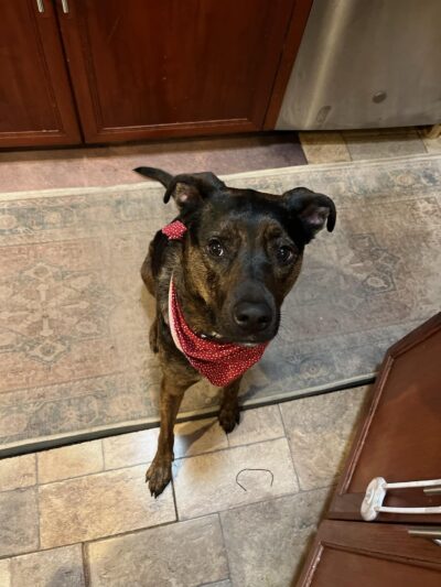 Ruff Haus Kennels, LLC - Pine Bush, NY