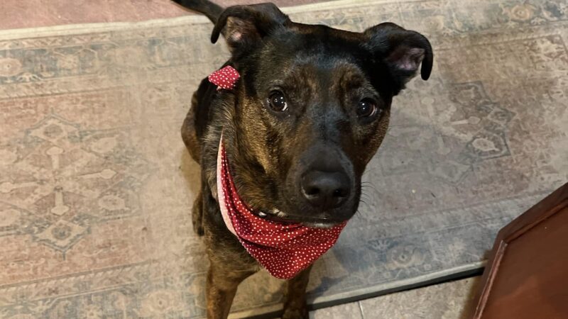Ruff Haus Kennels, LLC - Pine Bush, NY