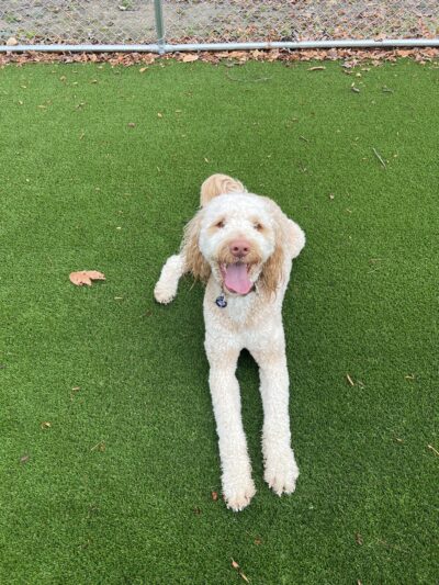 Ruff Haus Kennels, LLC - Pine Bush, NY