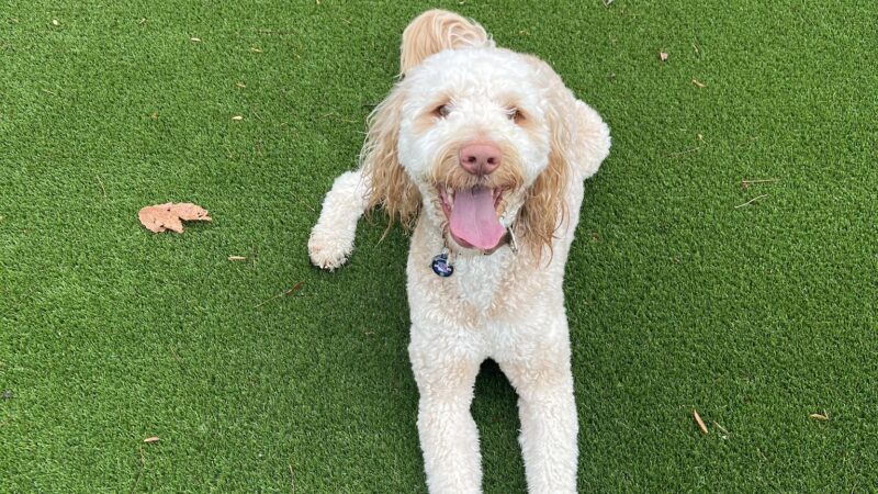 Ruff Haus Kennels, LLC - Pine Bush, NY