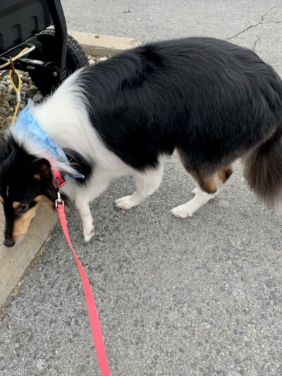 Ruff Haus Kennels, LLC - Pine Bush, NY