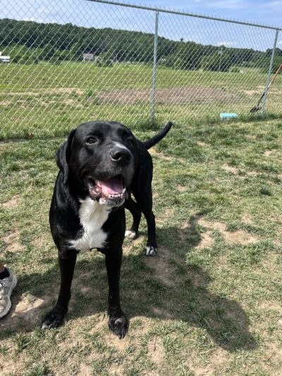 Farmhouse Pet Resort LLC - Pine Grove, PA