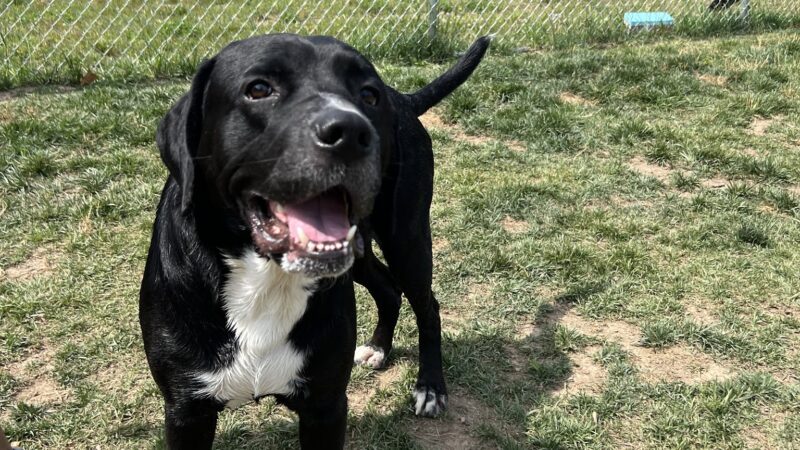 Farmhouse Pet Resort LLC - Pine Grove, PA
